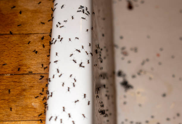 Best Termite Control Services  in Mcguire Af, NJ